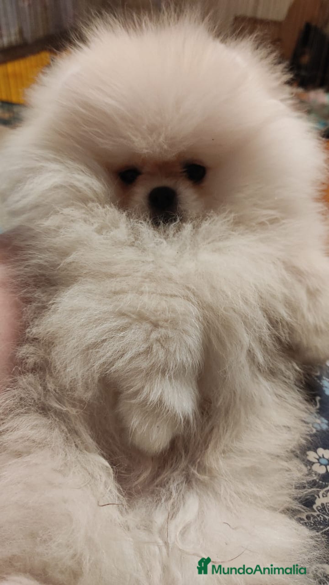 Pomerania perros en venta: Machito miniatura con pedigree  - Imagen 2