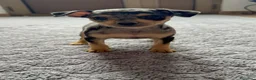 Ratón de Praga perros en venta: RATÓN  DE PRAGA Excelente Camada  - Anuncio 1