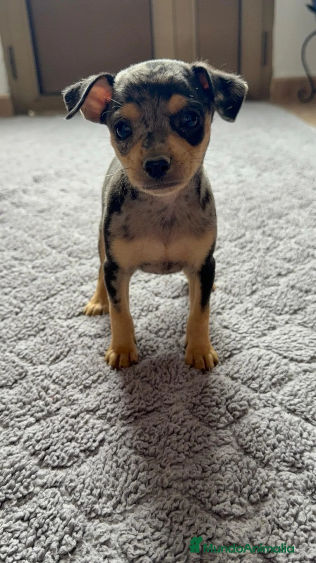 Ratón de Praga perros en venta: RATÓN  DE PRAGA Excelente Camada  - Anuncio 1