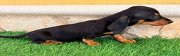 Teckel Miniatura perros en venta: Teckel miniatura negro fuego - Anuncio 3