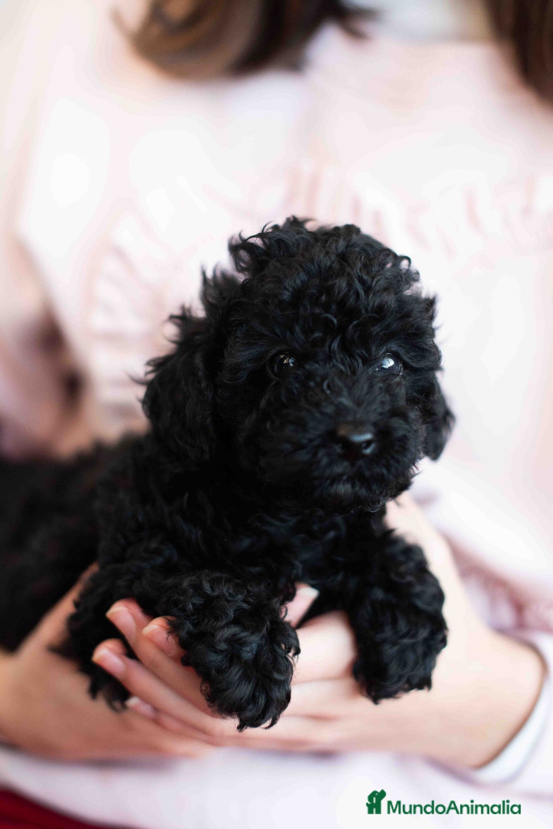 Caniche Toy perros en venta: Caniche toys negros - Anuncio 7