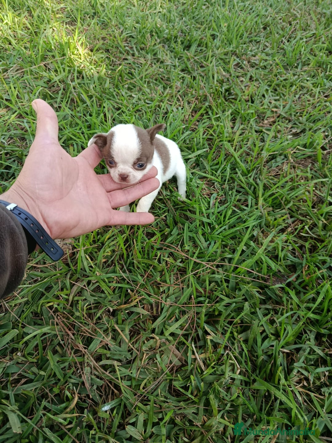 Chihuahua perros en venta: IMPRESIONANTE  CHIHUAHUA   LINEA  TOY   - Anuncio 7