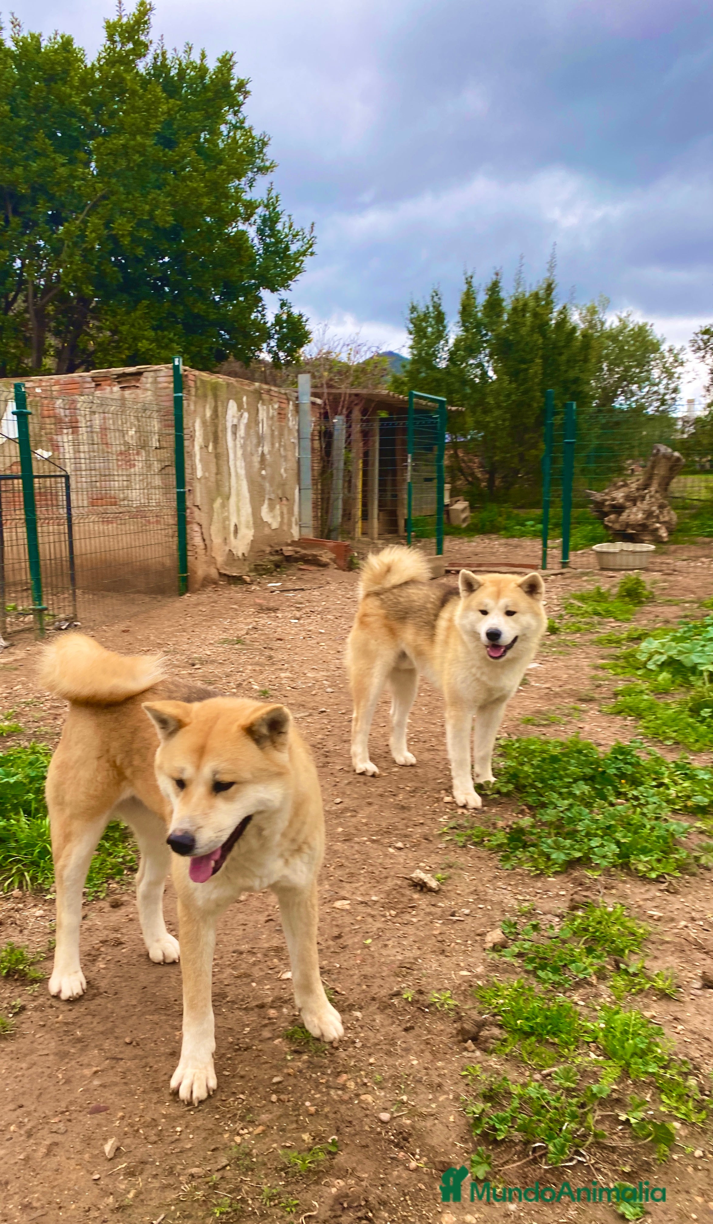 Akita Inu perros Para ADOPCIÓN Akita Inu - Anuncio 1