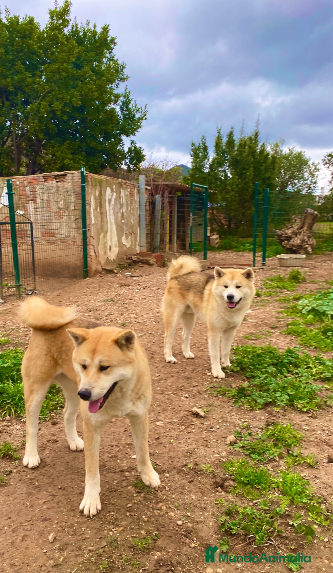 Akita Inu perros en adopcion: Para ADOPCIÓN Akita Inu - Anuncio 1