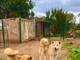 Akita Inu perros Para ADOPCIÓN Akita Inu - Anuncio 1