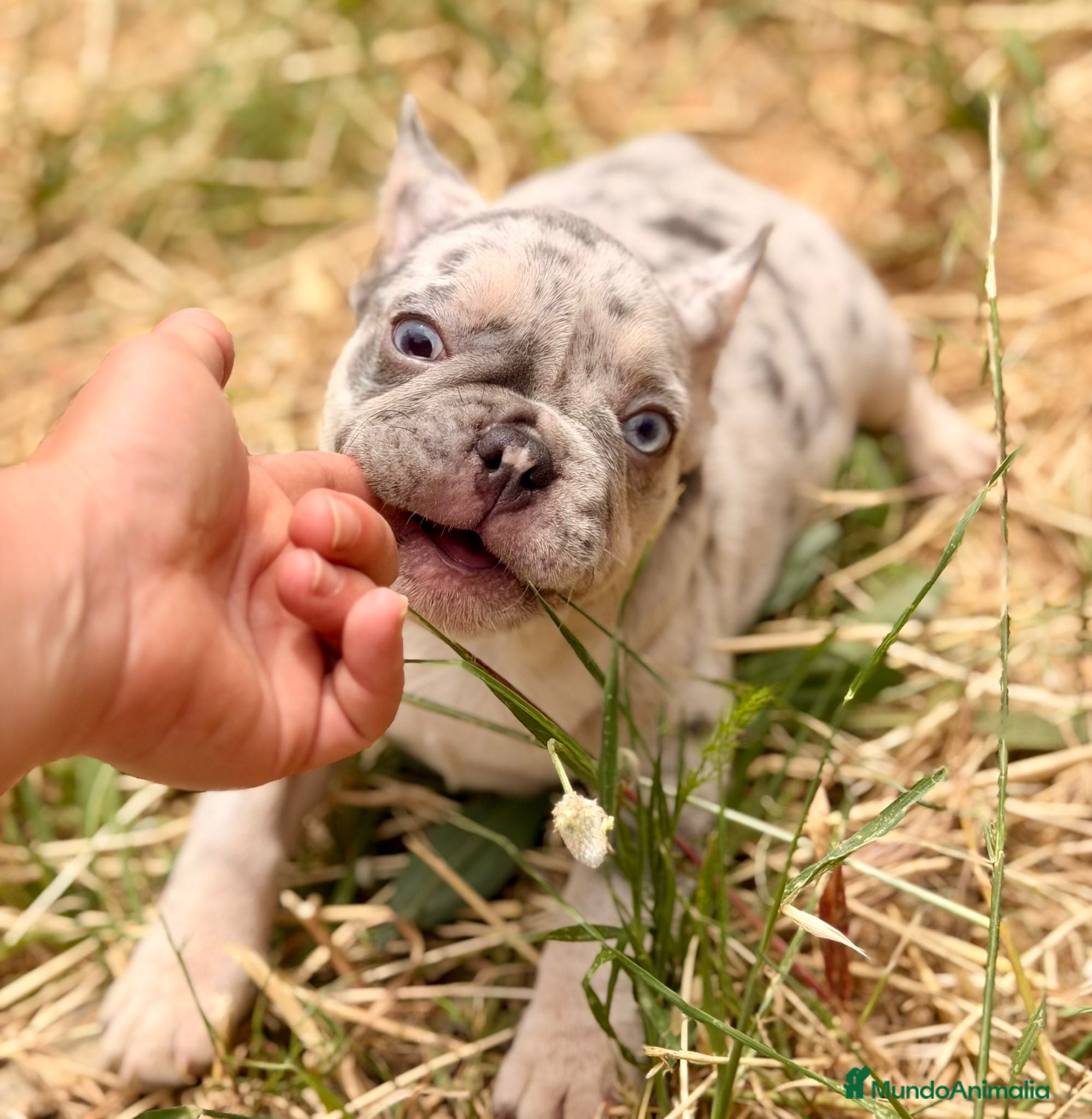 Bulldog Francés perros en venta: Bulldog Merle ojos azules  - Anuncio 7