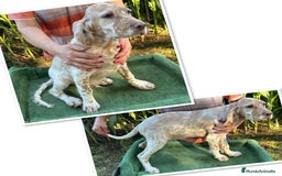 Setter Inglés perros en venta: Setter inglés  - Imagen 1
