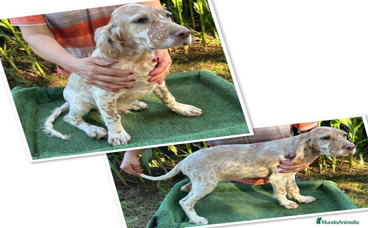 Setter Inglés perros - Anuncio 1