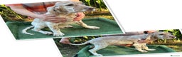 Setter Inglés perros en venta: Setter inglés  - Anuncio 1