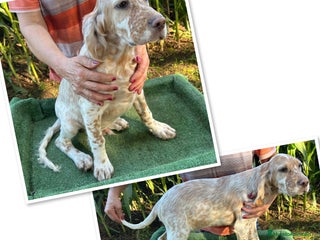 Setter Inglés perros - Anuncio 2