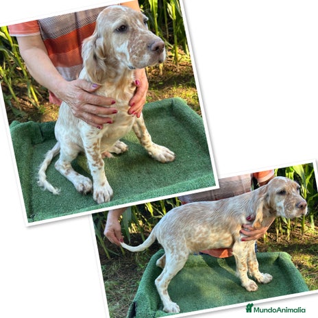 Setter Inglés perros - Anuncio 1