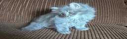 Británico de Pelo Largo gatos en venta: Gatcot.com - Anuncio 3