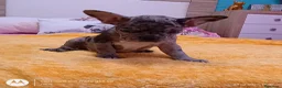 Bulldog Francés perros en venta: Bulldog francés merles🐶🐾 en Málaga - Anuncio 5