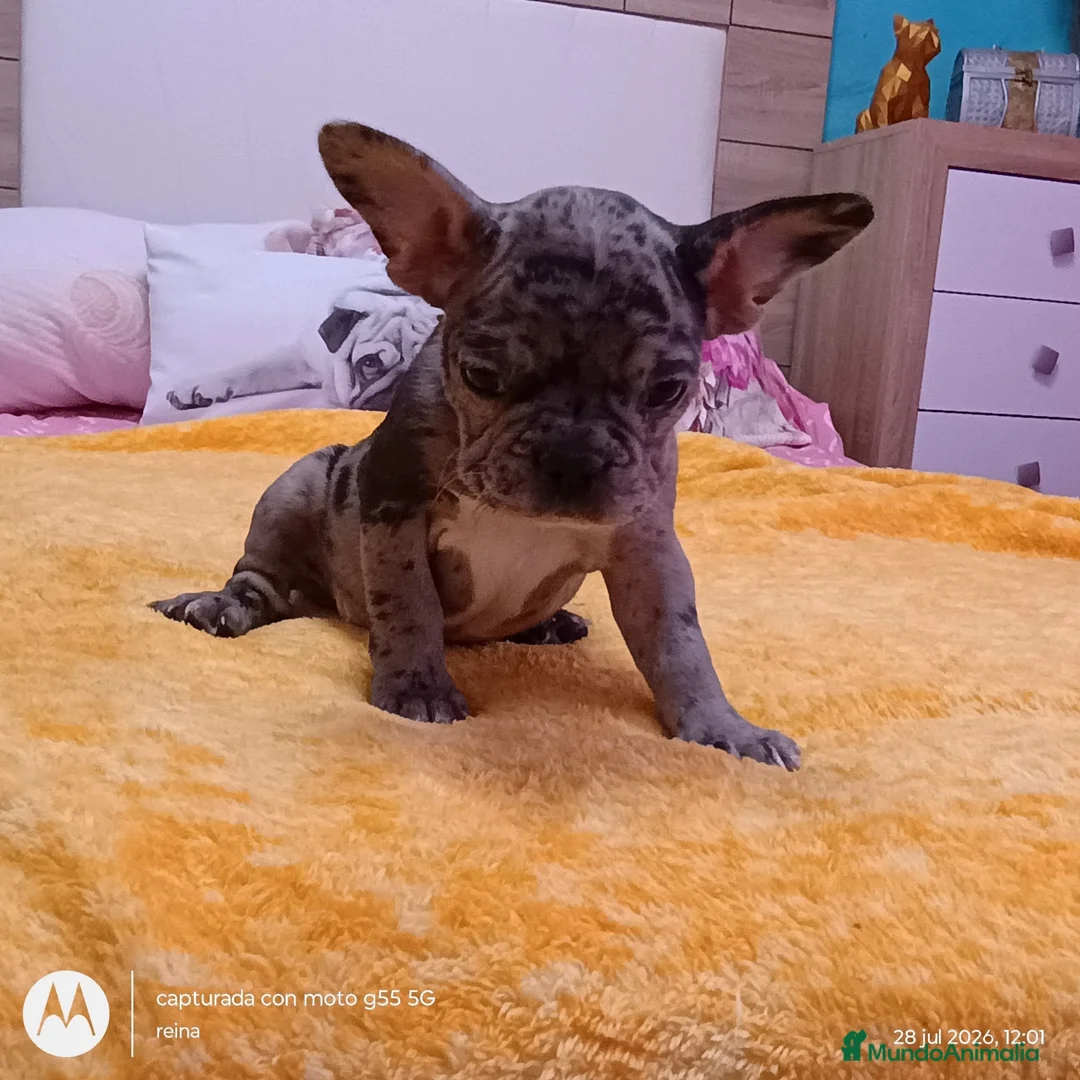 Bulldog Francés perros en venta: Bulldog francés merles🐶🐾 en Málaga - Anuncio 5