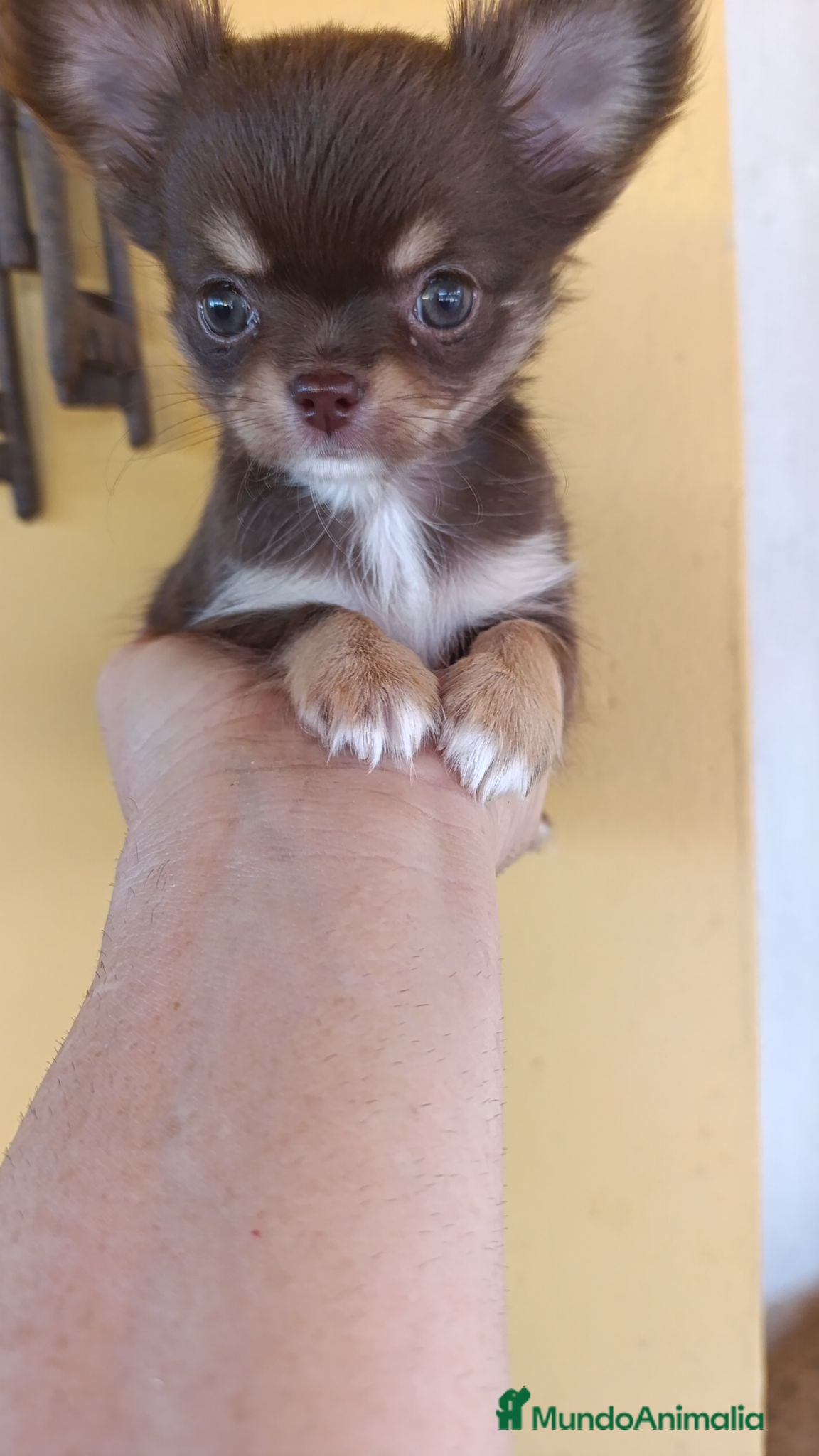 Chihuahua perros chihuahua toy - Anuncio 1