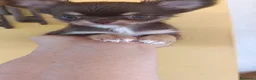 Chihuahua perros en venta: chihuahua toy - Anuncio 1