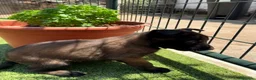 Pastor Belga Malinois perros en venta: PASTOR BELGA MALINOIS - Anuncio 6