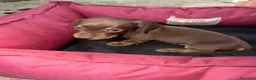 Teckel perros en venta: Teckel Machos y hembras de calidad  - Anuncio 1