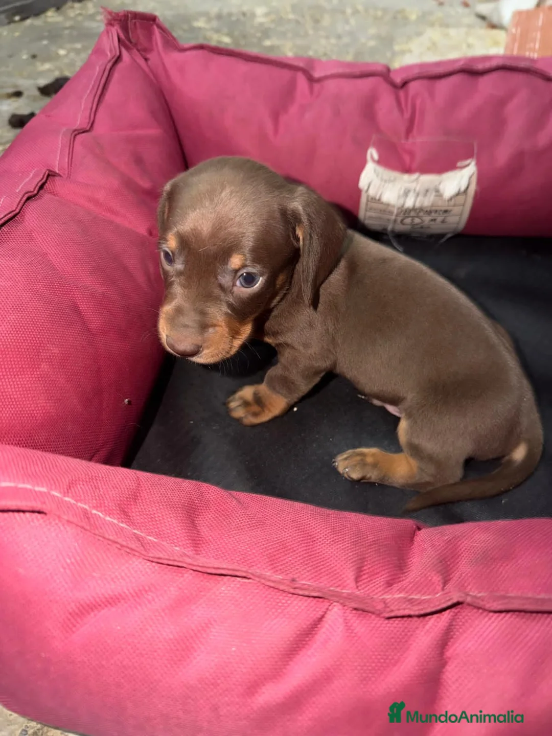 Teckel perros en venta: Teckel Machos y hembras de calidad  - Anuncio 1