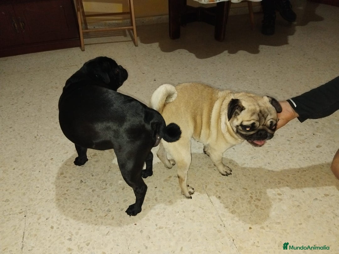 Carlino - Pug perros en venta: Carlinos pug - Anuncio 3