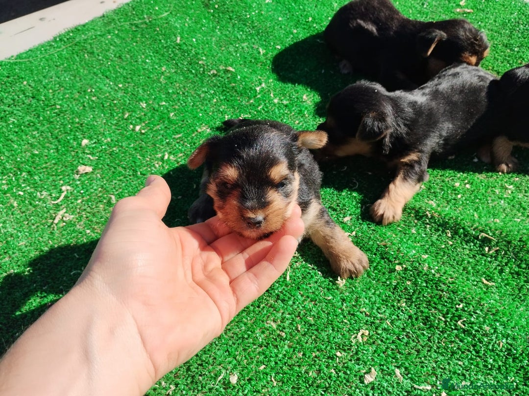 Yorkshire Terrier perros en venta: Yorkshire terrier toy - Imagen 1