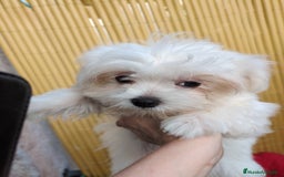 Bichón Maltés perros en venta: Camada de bichón maltés - Imagen 19