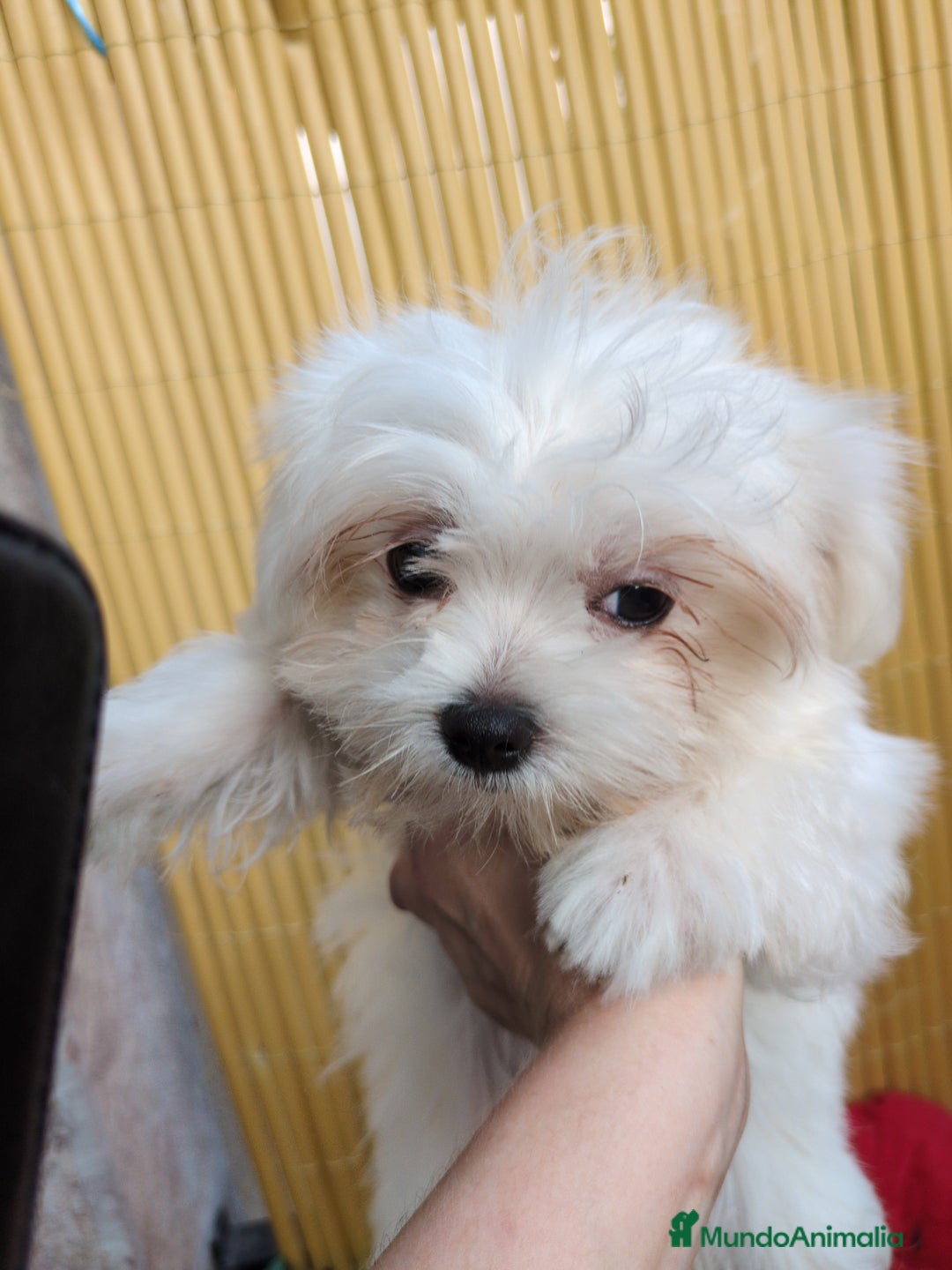 Bichón Maltés perros en venta: Camada de bichón maltés - Imagen 19