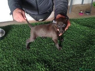 Pequeño Lebrel Italiano perros Lebrel italiano - Anuncio 2