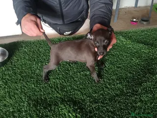 Pequeño Lebrel Italiano perros Lebrel italiano - Anuncio 1