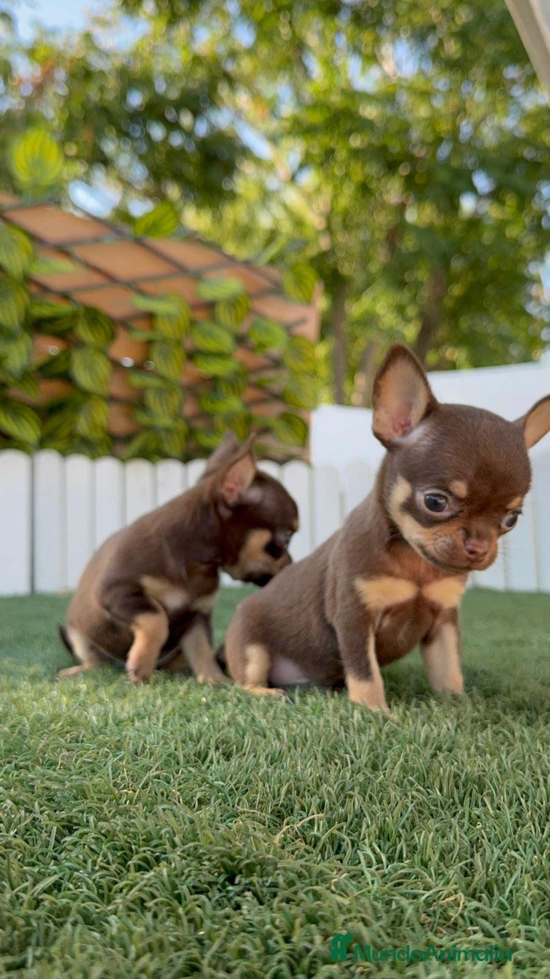 Chihuahua perros en venta: CHIHUAHUA CHOCOLATE & TAN - Imagen 12