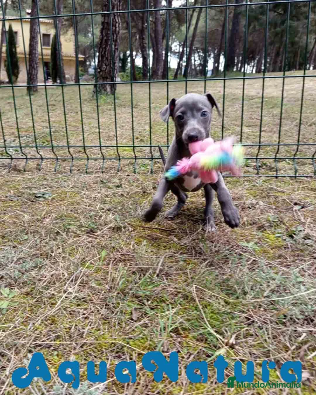 Pequeño Lebrel Italiano perros en venta: Lebrel Italiano Hembra 2 de AB y Omega AQUANATURA - Anuncio 6