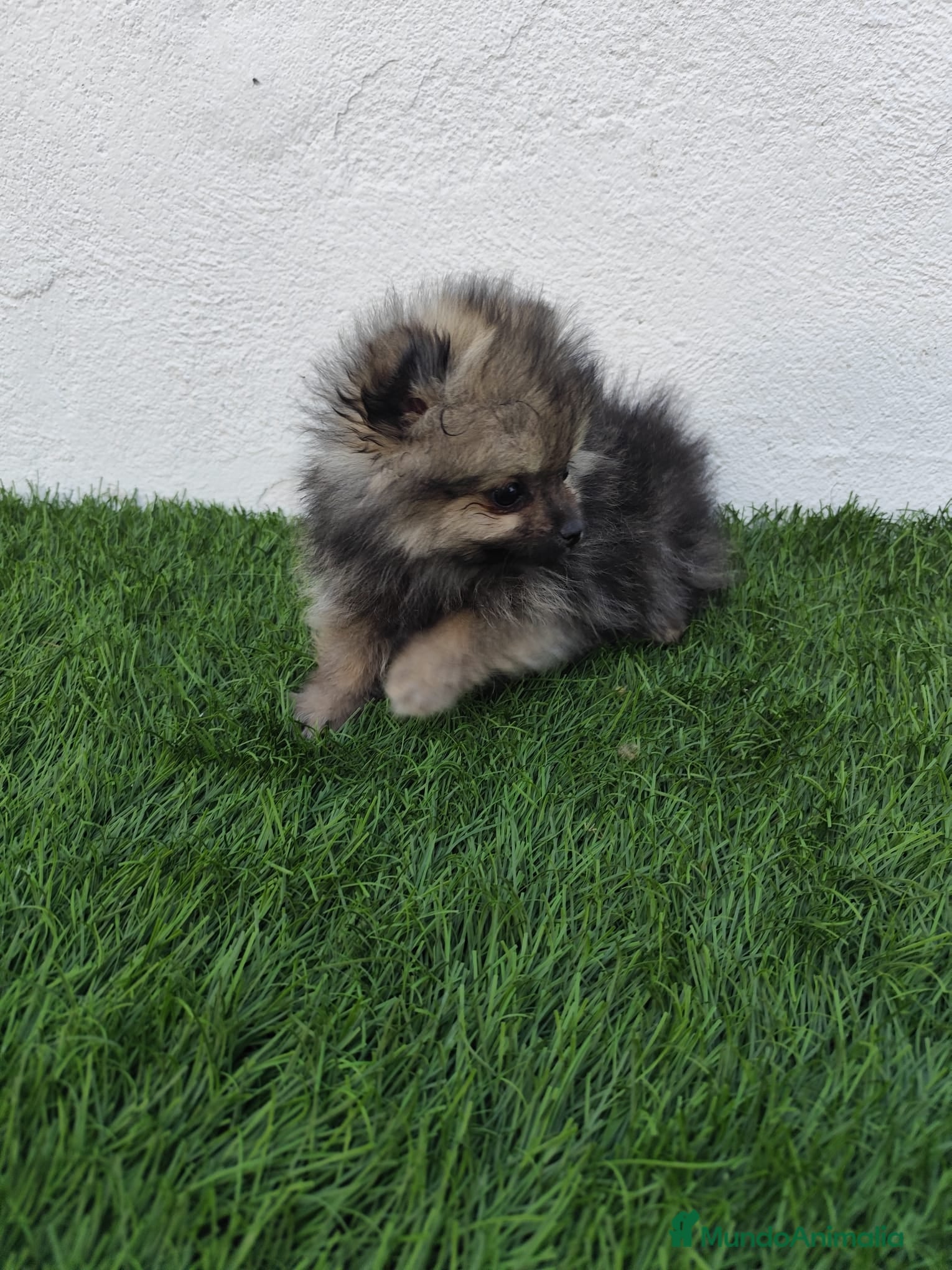 Pomerania perros en venta: Pomerania toy  - Anuncio 8
