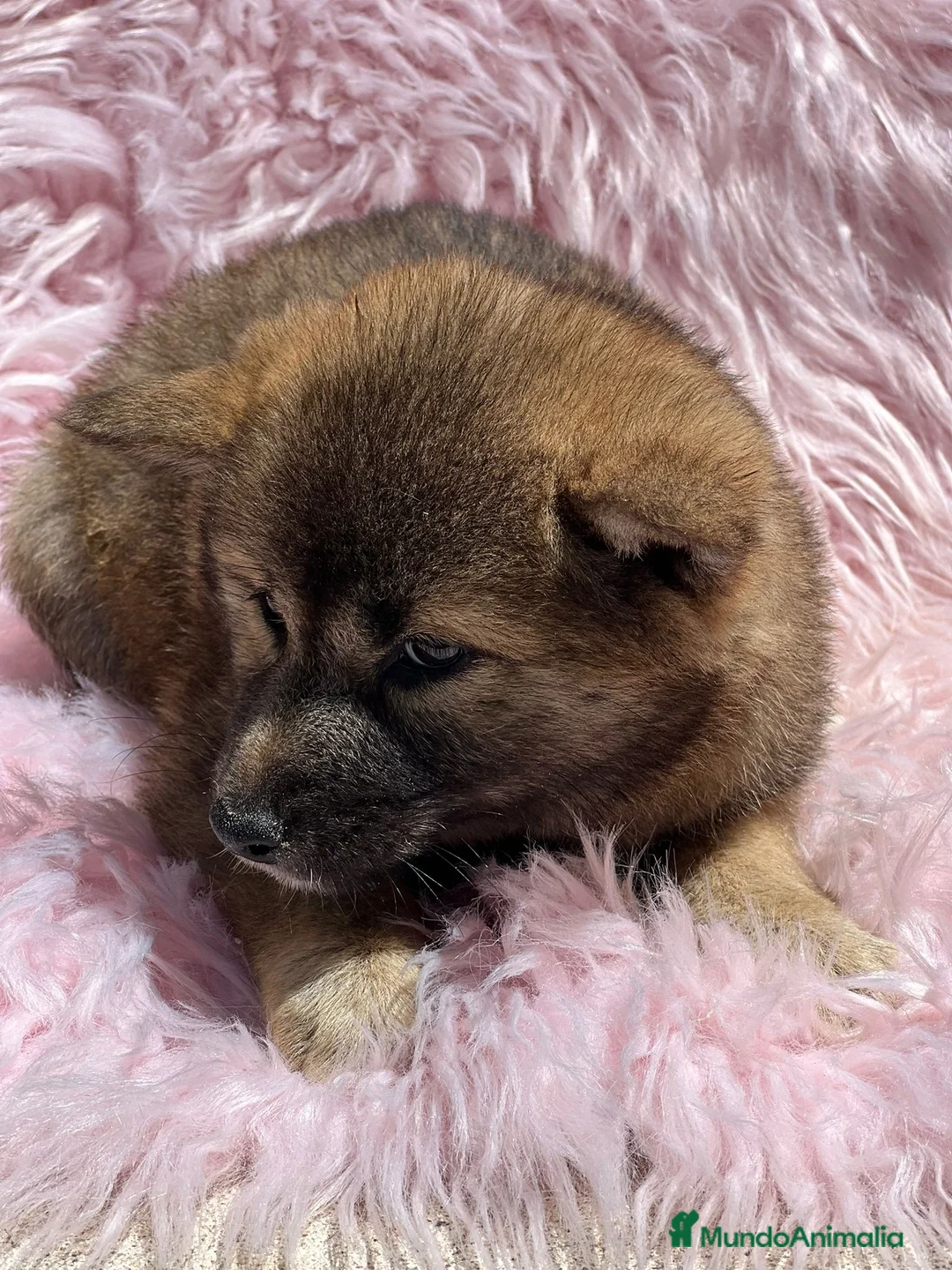 Shiba Inu perros en venta: Shiba inu en Barcelona - Anuncio 4