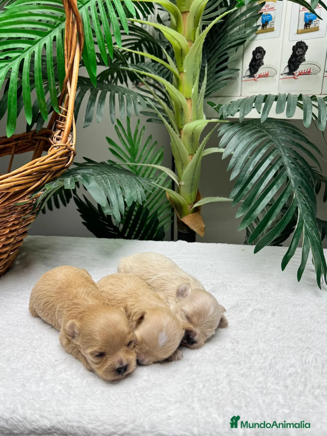Maltipoo perros en venta: MALTIPOO COREANO - Anuncio 20