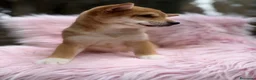 Shiba Inu perros en venta: Shiba Inu rojo y tricolor  - Anuncio 4