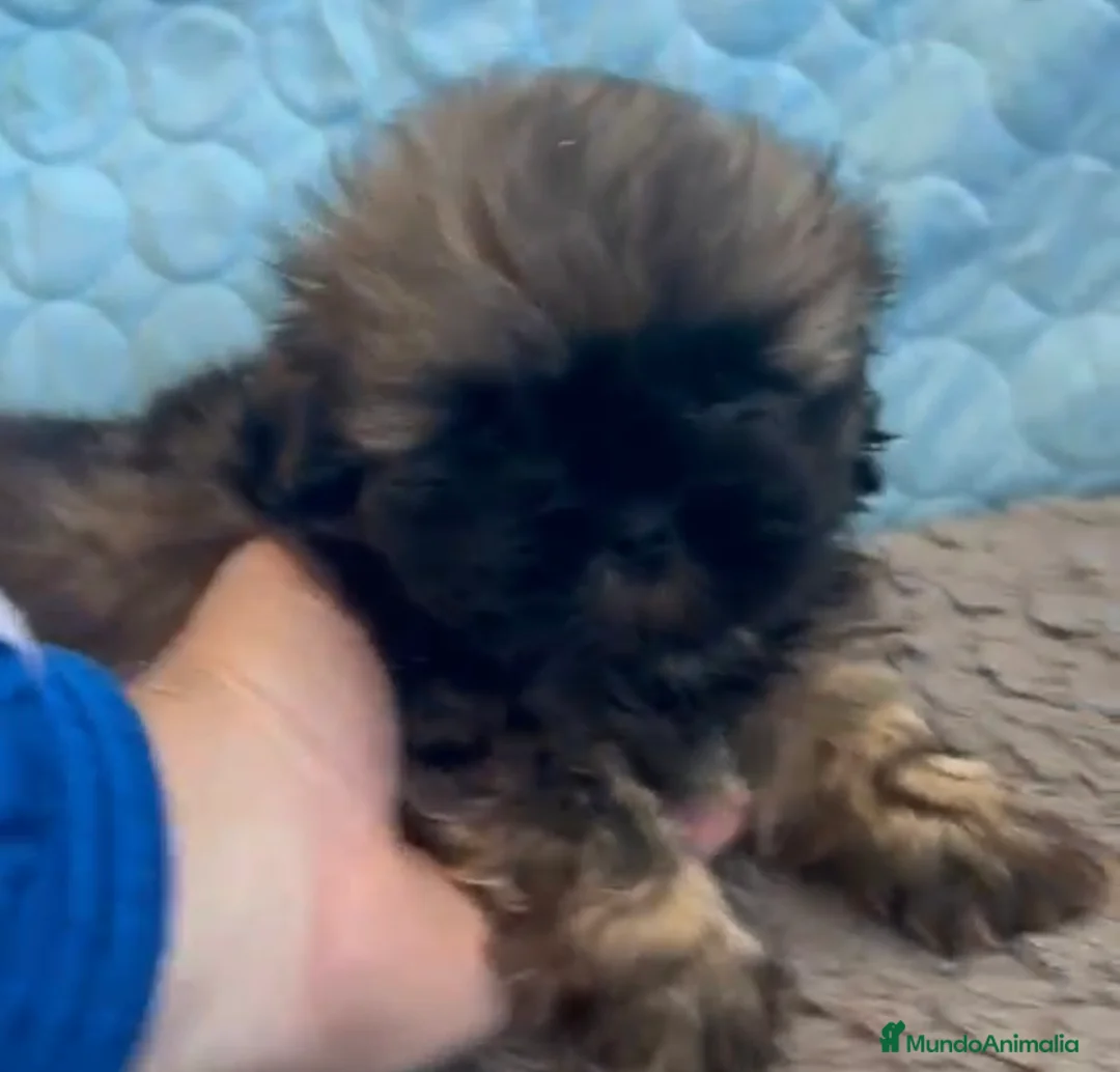 Shih Tzu perros en venta: Shih Tzu 2 machitos disponible - Anuncio 2