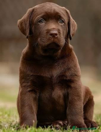 Labrador Retriever perros Labrador chocolate preciosos cachorros puros  - Anuncio 2