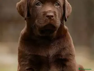Labrador Retriever perros Labrador chocolate preciosos cachorros puros - Anuncio 2