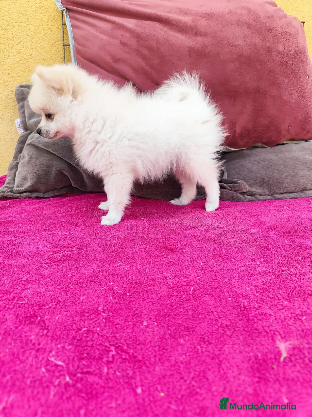Pomerania perros en venta: Pomerania toy macho blanco  - Anuncio 8