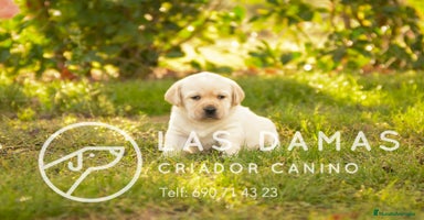 Labrador Retriever perros - Propaganda 4