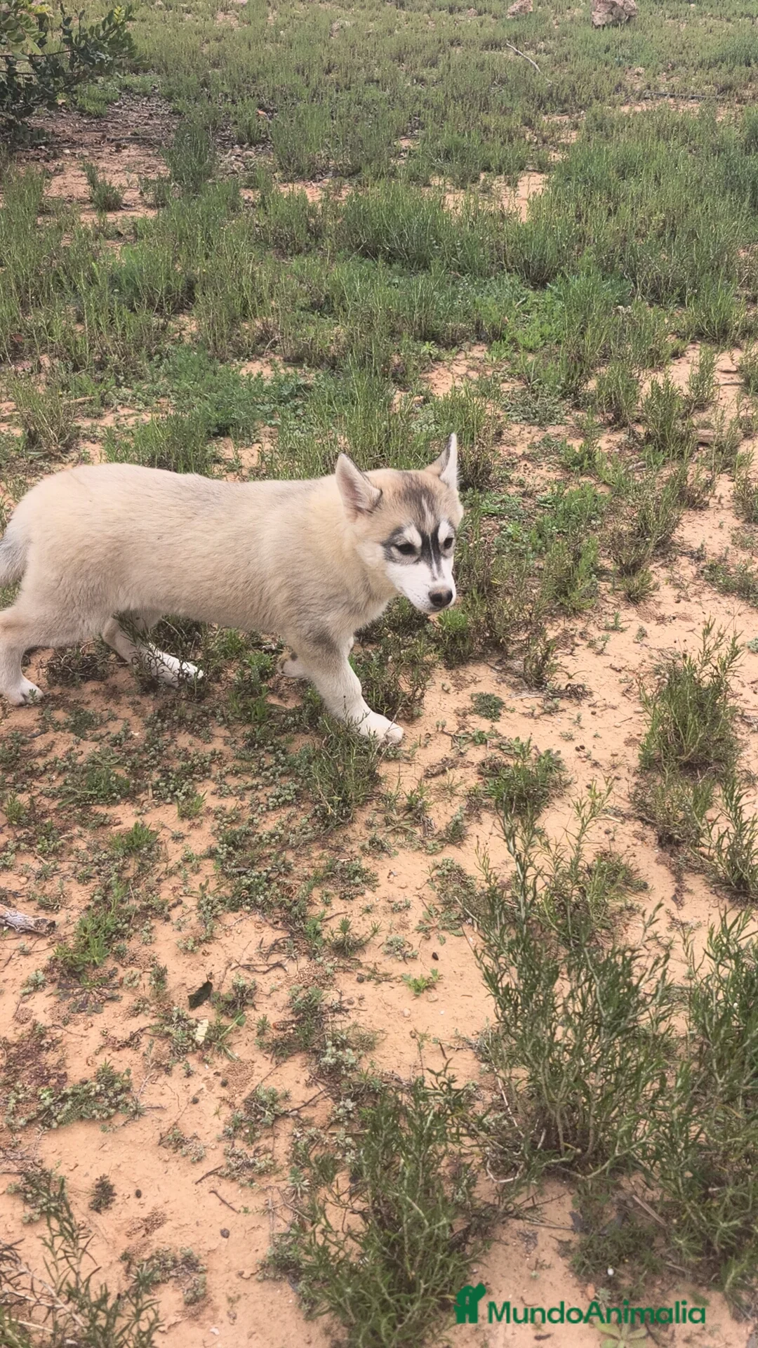 Husky Siberiano perros en venta: Husky SIBERIANO hembra disponible  - Anuncio 2