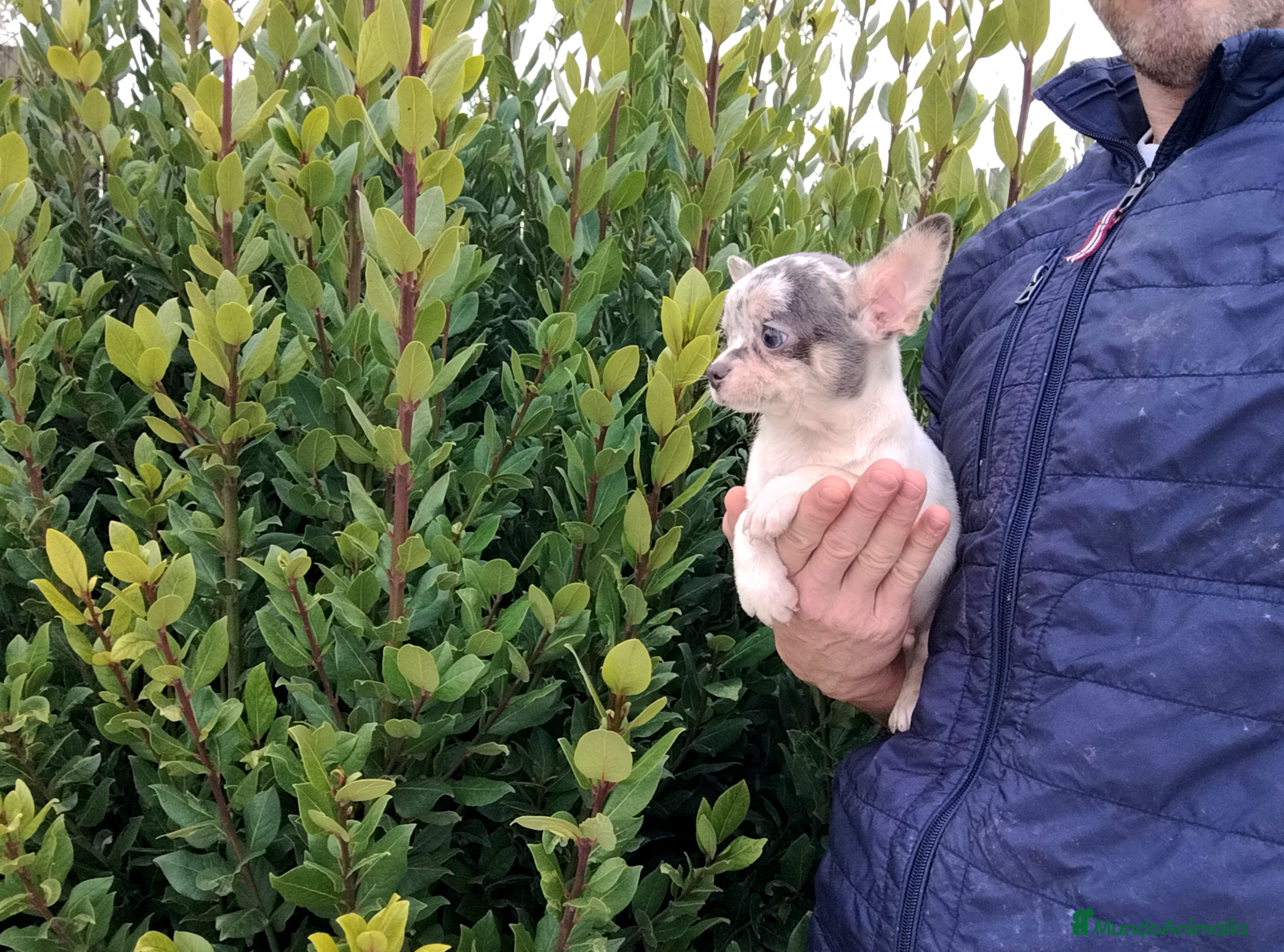 Chihuahua perros Chihuahua Toy merle - Anuncio 2