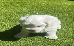 Bichón Maltés perros en venta: CACHORROS DE BICHON MALTÉS  - Imagen 1