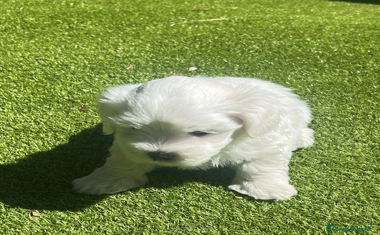 Bichón Maltés perros - Anuncio 2