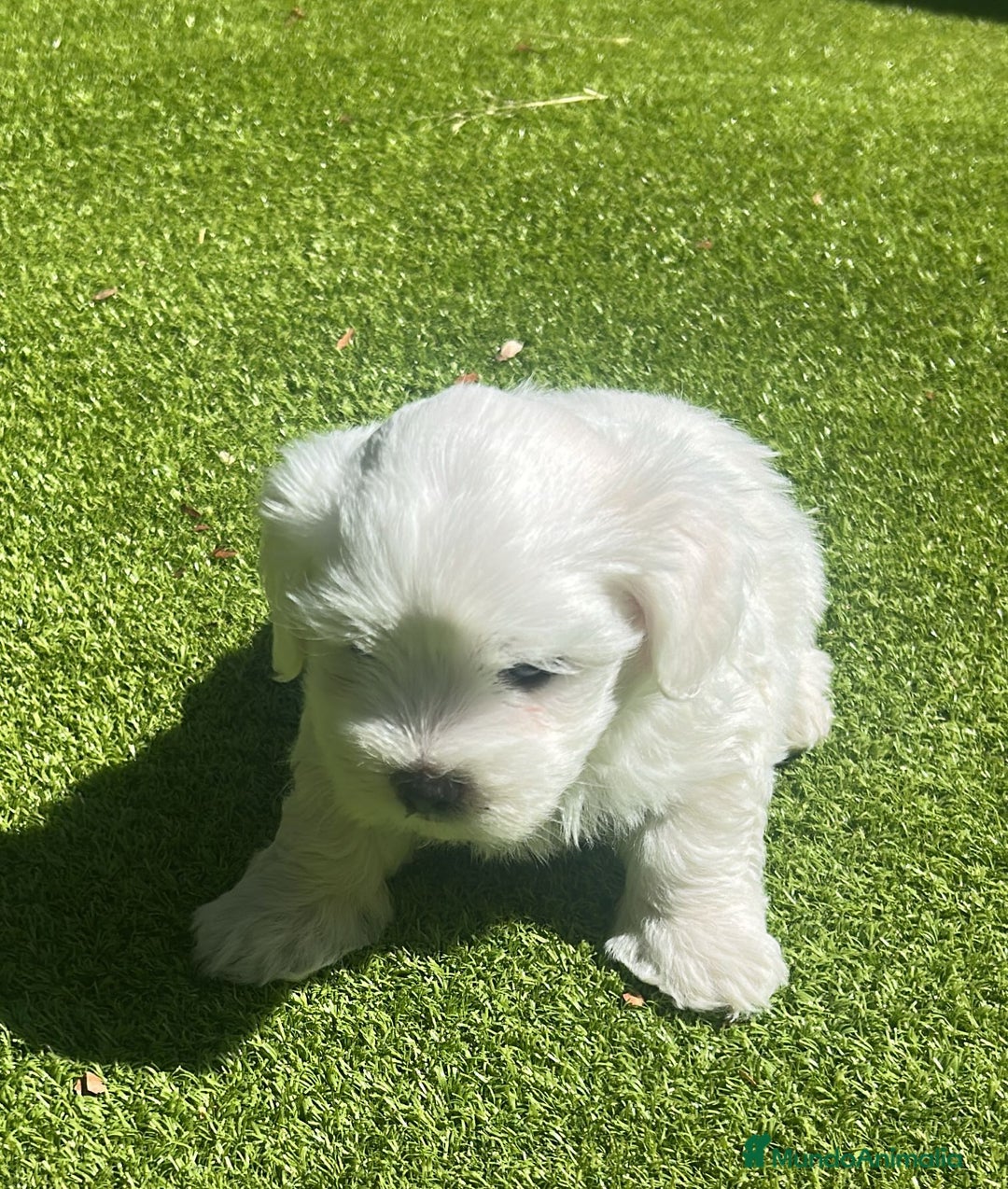 Bichón Maltés perros en venta: CACHORROS DE BICHON MALTÉS  - Imagen 1