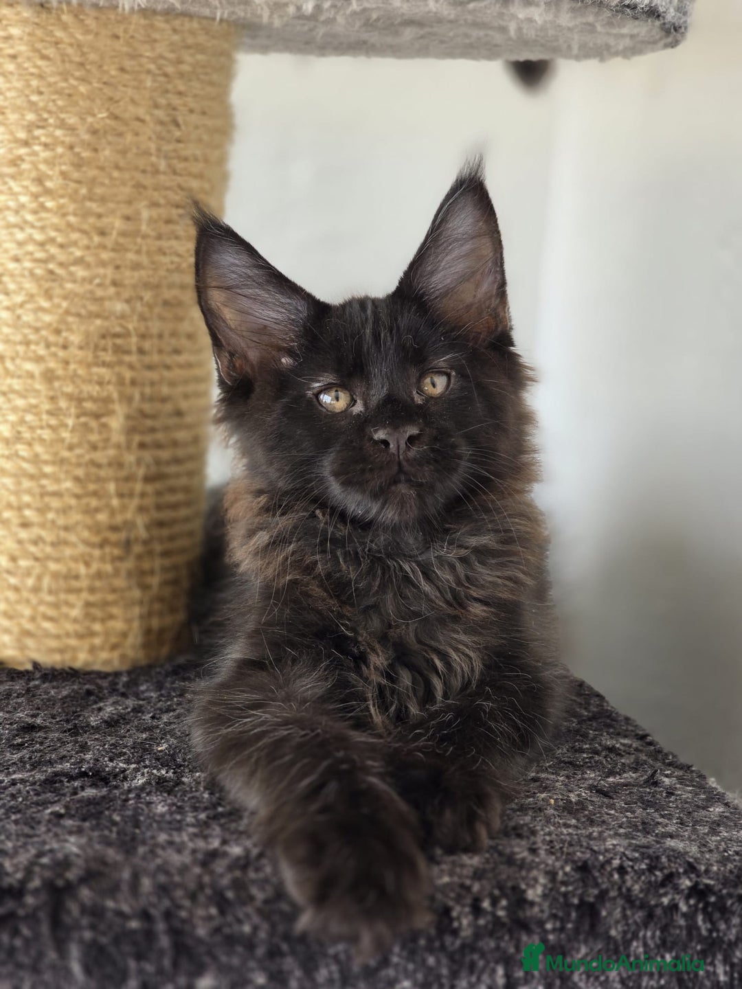 Maine Coon gatos en venta: Maine Coon Macho Negro - Imagen 1