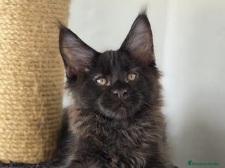 Maine Coon gatos Maine Coon Macho Negro - Anuncio 1