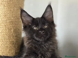 Maine Coon gatos Maine Coon Macho Negro - Anuncio 6