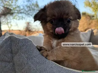 Chihuahua perros CHIHUAHUA PELO LARGO MACHO - Anuncio 3