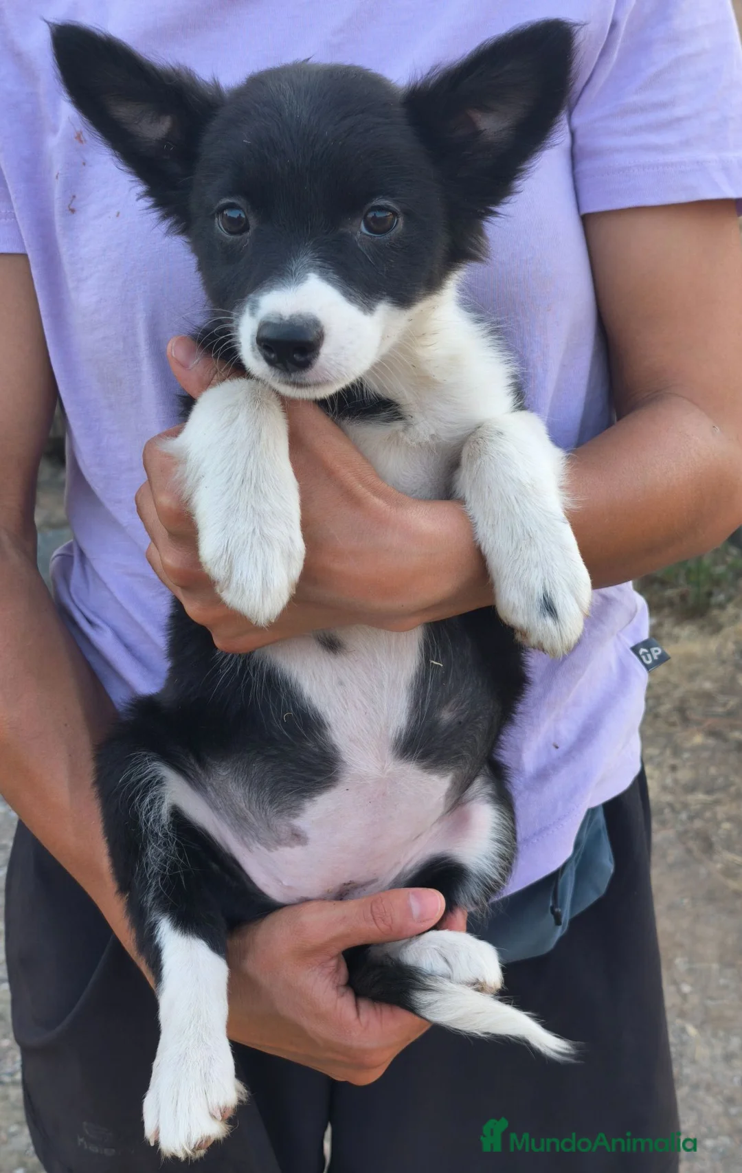 Border Collie perros en venta: Cachorros border collie económicos! 300€ - Anuncio 11